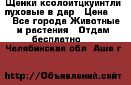 Щенки ксолоитцкуинтли пуховые в дар › Цена ­ 1 - Все города Животные и растения » Отдам бесплатно   . Челябинская обл.,Аша г.
